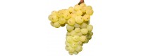 Wines of the Galbena de Odobesti variety. White wine Yellow of odobesti.