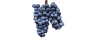 Burgundy wines. Burgundy red wine or Burgundy Mare.