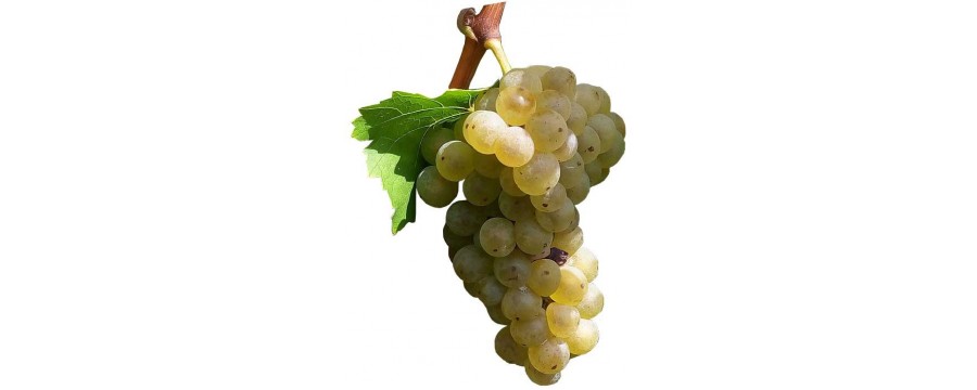 Wines of the Feteasca Regala variety. White wine from Feteasca Alba.